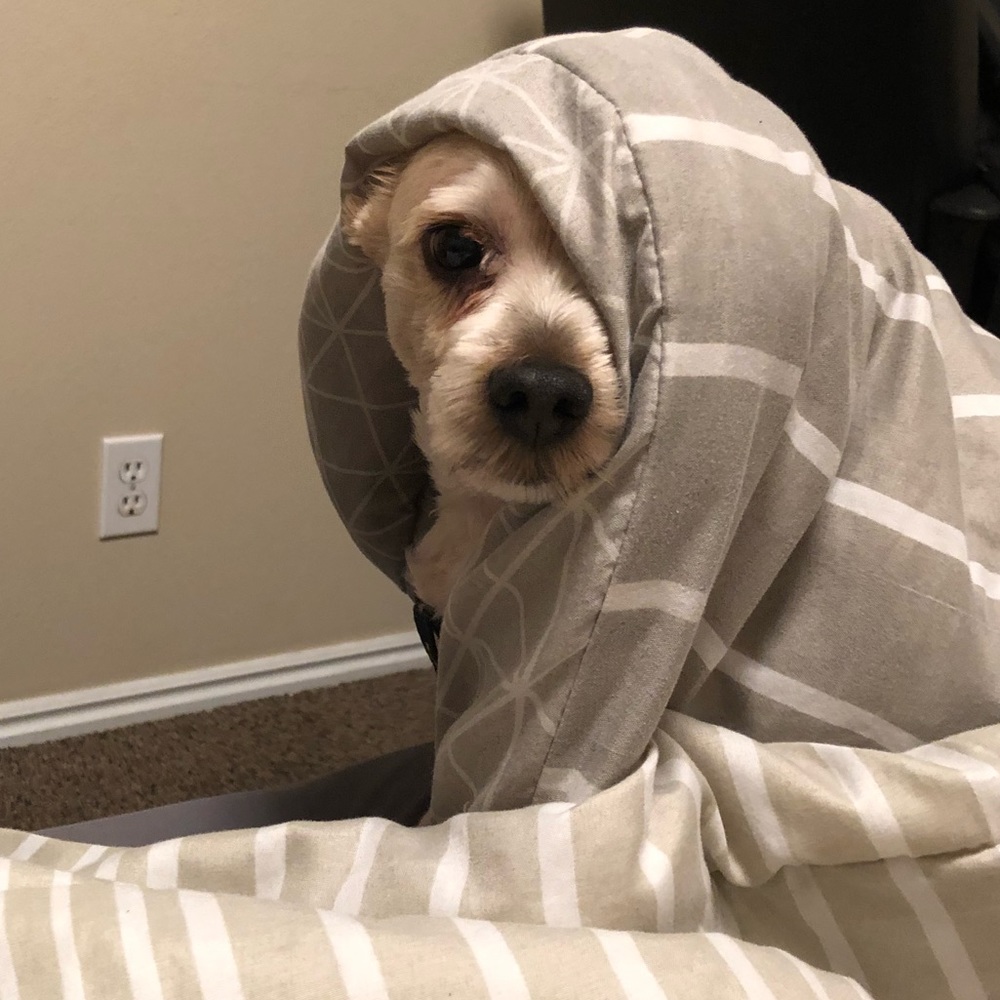 Meet your Posher, Janet